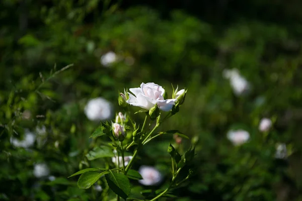 Schöne Weiße Rose Auf Grünem Hintergrund Von Blättern — Stockfoto