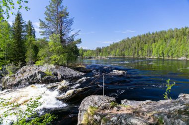 Hızlı şelale Kivakkakoski, yaz günü Paanajarvi Ulusal Parkı 'nda ormanı geçer.
