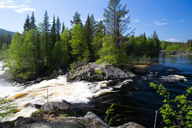 Hızlı şelale Kivakkakoski, yaz günü Paanajarvi Ulusal Parkı 'nda ormanı geçer.