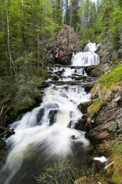 Yaz gününde Paanajarvi Milli Parkı 'nda hızlı şelale akışı