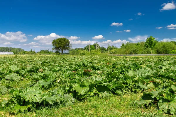 La rhubarbe pousse dans un champ fermier — Photo