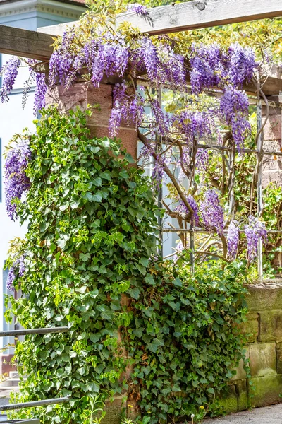 Jarní sezóna. Japonská wistárie květiny. — Stock fotografie
