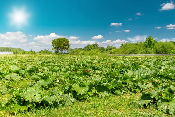 Rabarber groeit in een boeren-veld — Stockfoto
