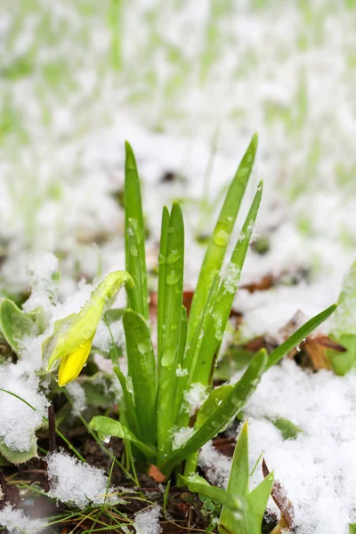 Manojo de narcisos amarillos de primavera creciendo a través de la nieve — Foto de Stock