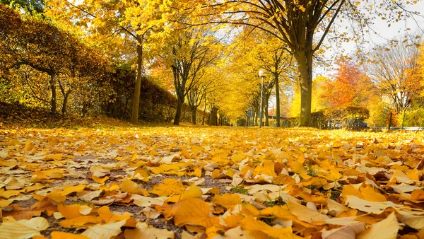 Linden Alley no Outono. Profundidade de campo rasa — Fotografia de Stock