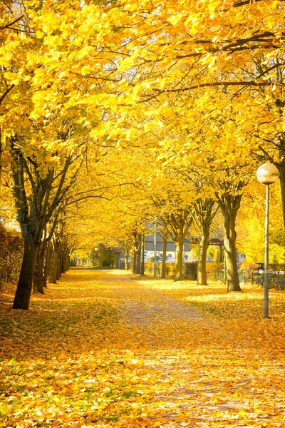 秋にリンデンの路地。浅い被写し界深度 — ストック写真