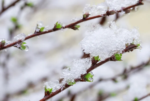 The first buds under the snow — Stock Photo, Image