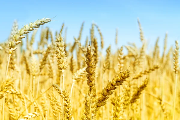 Wheat field on a sunny day. Royalty Free Stock Images