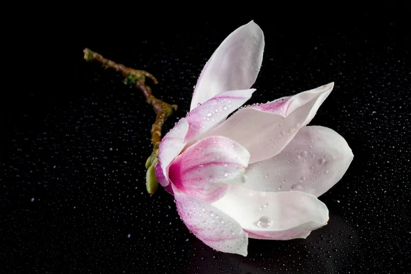 Flores de magnólia em um fundo preto — Fotografia de Stock