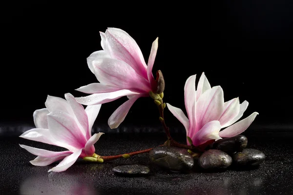 Magnolia Flowers and zen stones on the black background — Stock Photo, Image