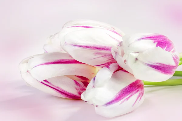 Розовые тюльпаны на розовом фоне — стоковое фото
