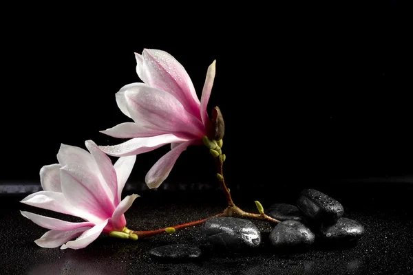 Magnolia λουλούδια και zen πέτρες στο μαύρο υπόβαθρο — Φωτογραφία Αρχείου