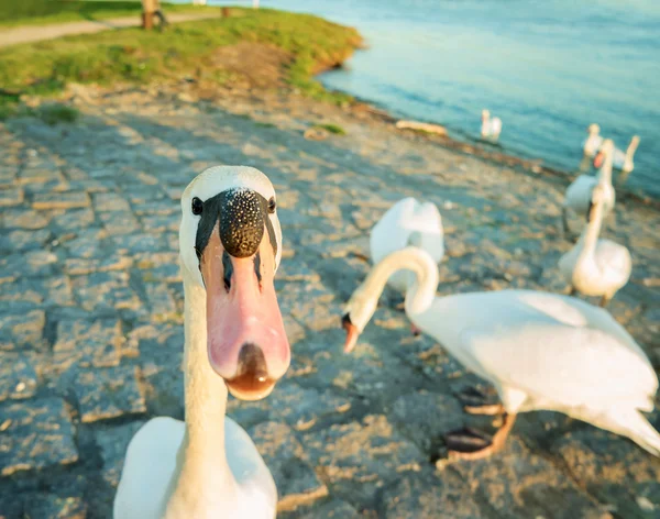 ライン川の岸に餌を見越して白鳥します。. — ストック写真