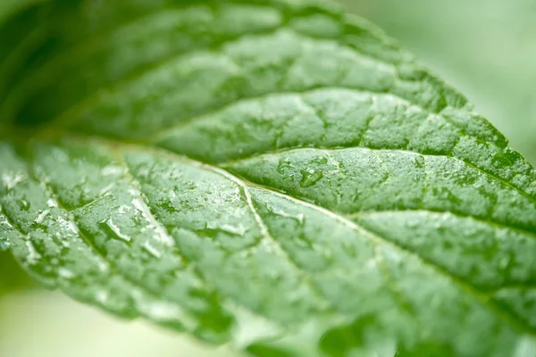 Mint blad close-up op groene achtergrond — Stockfoto
