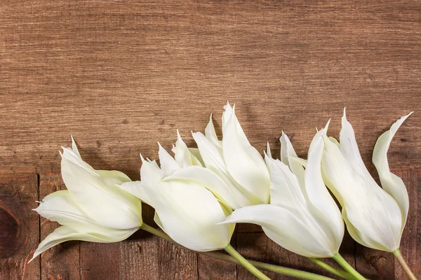 Weiße Tulpen auf einem hölzernen Hintergrund — Stockfoto