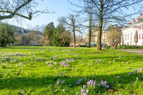 Spring meadow with crocuses in Baden-Baden — Stock Photo, Image