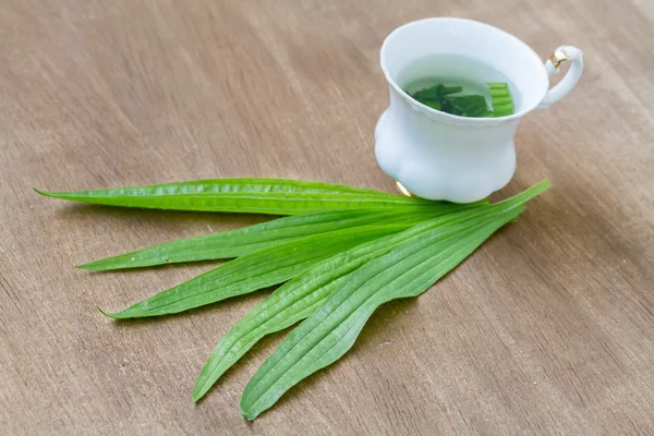 Herbal tea from the leaves of the plantain — Stock Photo, Image