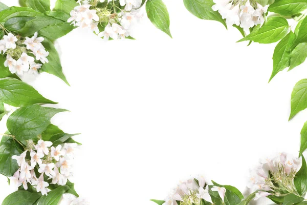 Panoramique Feuilles et fleurs vertes sur fond blanc — Photo