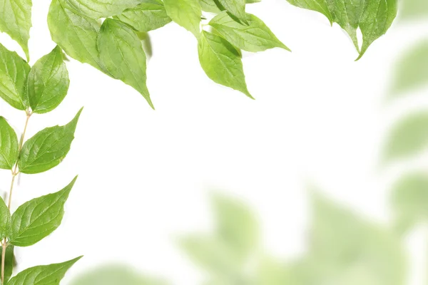 Panorâmica Folhas verdes sobre fundo branco — Fotografia de Stock