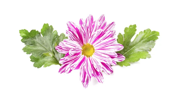 Chrysanthemum flower with leaves on a white background — Stock Photo, Image