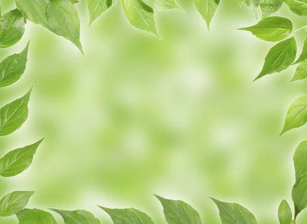 Beyaz arkaplanda panoramik yeşil yapraklar — Stok fotoğraf
