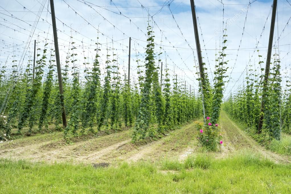 comment planter houblon