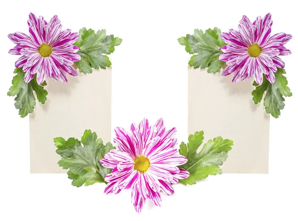 Composição decorativa de flores de crisântemo e papel velho . — Fotografia de Stock