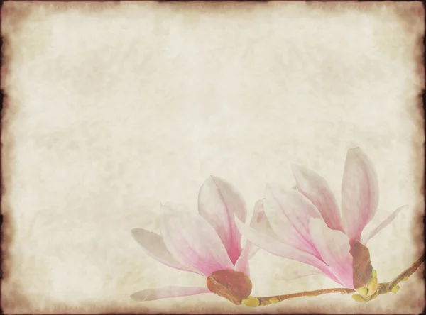 오래 된 종이와 magnolias 빈티지 배경 — 스톡 사진