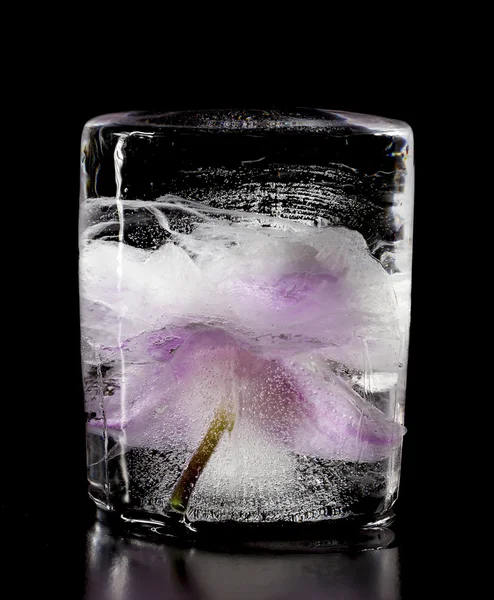 Orchid flower frozen in ice cubes. Isolate on black background — Stock Photo, Image