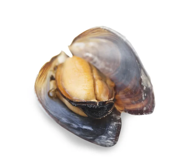 Kokta musslor isolerad på vit — Stockfoto