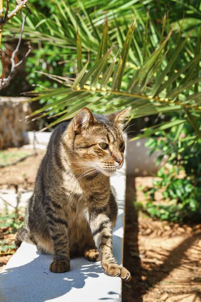 Cat sitting under a palm tree in the garden. — Stock Photo, Image