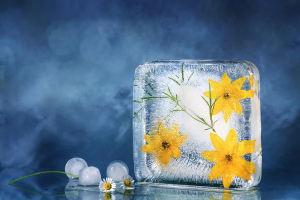 Η σύνθεση του κίτρινα λουλούδια, κατάψυξη σε πάγο. — Φωτογραφία Αρχείου