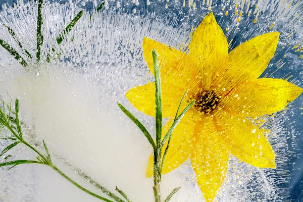 La composition des fleurs jaunes, congelées dans la glace . — Photo