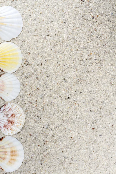 Подорожуйте фоном з піском і мушлями. Літній пляж . — стокове фото