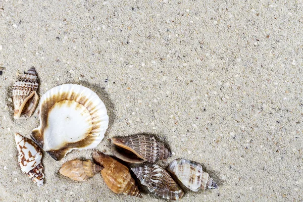 Reisehintergrund mit Sand und Muscheln. Sommerstrand. — Stockfoto