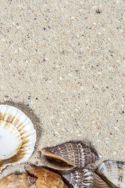 Reisehintergrund mit Sand und Muscheln. Sommerstrand. — Stockfoto