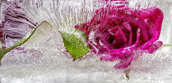 Rosa vermelha congelada no gelo — Fotografia de Stock