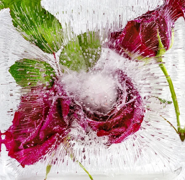 Η σύνθεση από κόκκινα τριαντάφυλλα, κατάψυξη σε πάγο — Φωτογραφία Αρχείου