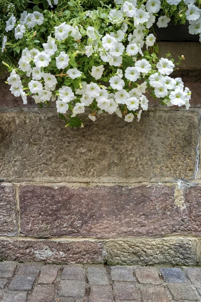 Tegelvägg med hängande blommor. Abstrakt bakgrund. — Stockfoto