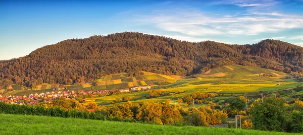 Panoramic image of a vineyard in Baden-Baden — Stock Photo, Image