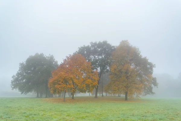 Herbstbäume Nebel — Stockfoto