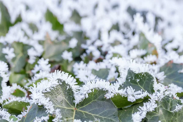 Herbstblätter Mit Frost Bedeckt — Stockfoto