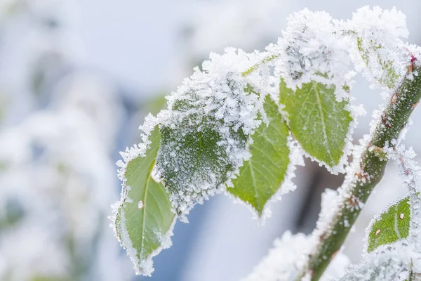 Foglie Autunnali Coperte Gelo — Foto Stock