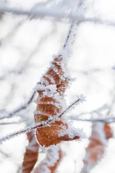 Autumn Leaves Covered Frost — Stock Photo, Image