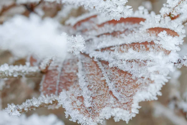 Foglie Autunnali Coperte Gelo — Foto Stock