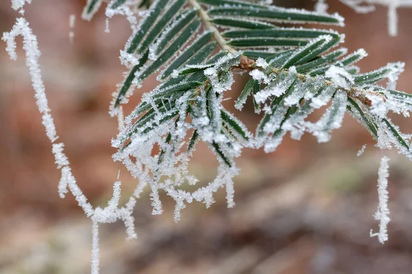 Coniferous Branch Covered Frost — Stock Photo, Image