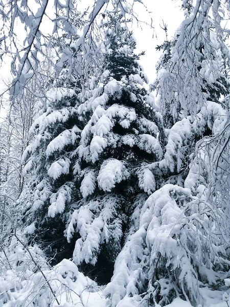 雪の中の冬の森 — ストック写真