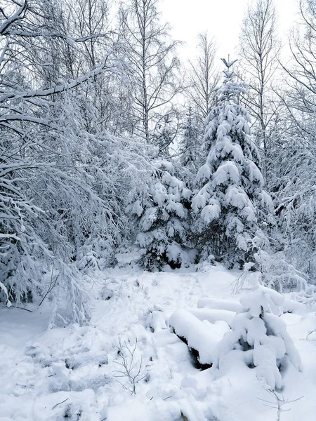 雪の中の冬の森 — ストック写真