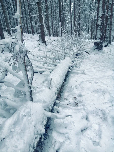 Χειμερινό Δάσος Στο Χιόνι — Φωτογραφία Αρχείου