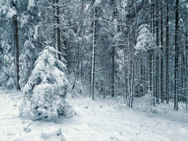 Hutan Musim Dingin Salju — Stok Foto